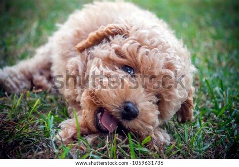 Moodle Puppy Chewing Lying On Grass Stock Photo 1059631736 Shutterstock