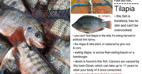 No Tilapia Is Not A Mutant Boneless Toxic Fish Despite What The