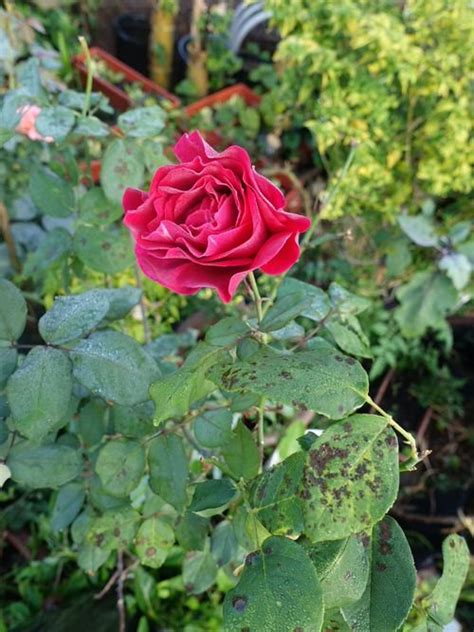 Black Spots On Roses Common Reasons And Solutions Balcony Garden Web