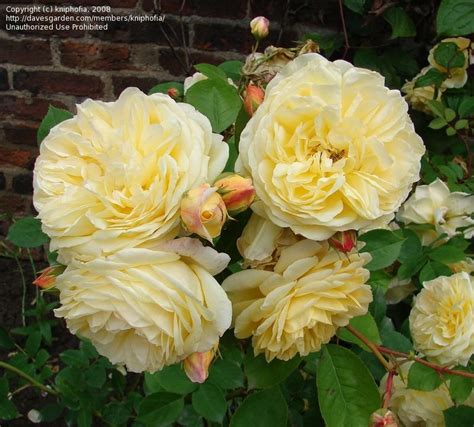 Plantfiles Pictures English Rose Austin Rose Charlotte Rosa By