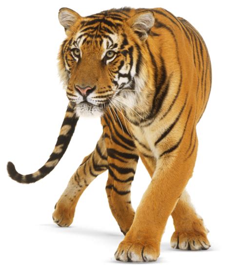 3d Tiger Images Download - Tiger Free PNG Images | Tiger images, Tiger pictures, Animals images