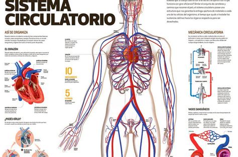 Sistema Circulatorio Sistema Del Cuerpo Humano Sistema Circulatorio