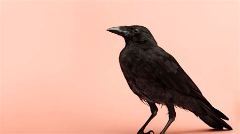Crow HD Wallpaper Images