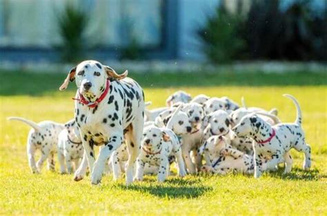Video Meet The Real Life Perdita From 101 Dalmatians With A Record