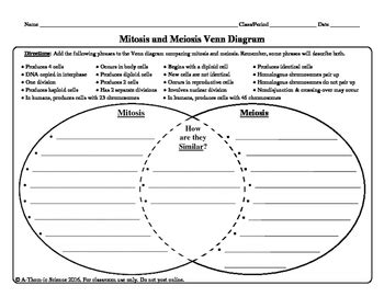 Mitosis And Meiosis Venn Diagram By A Thom Ic Science TPT