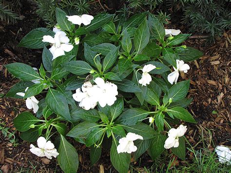 New guinea impatiens (impatiens hawkeri) produce much larger flowers than other impatiens. Super Sonic White New Guinea Impatiens (Impatiens hawkeri ...