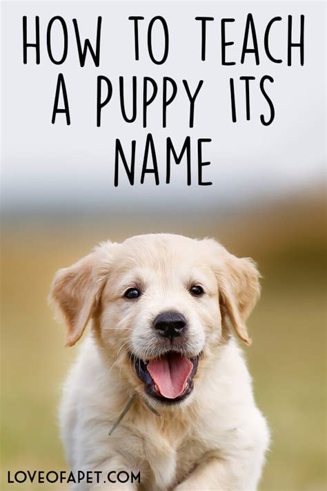 How To Teach A Puppy Its Name In 9 Easy Steps Love Of A Pet