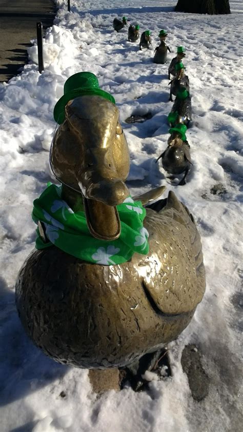 Photos Bostons Ducklings Are Decked Out In Green For St Patricks