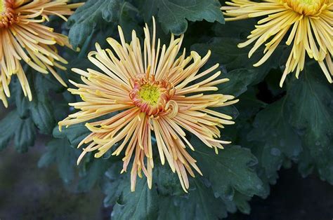 Different Types Of Gorgeous Chrysanthemums