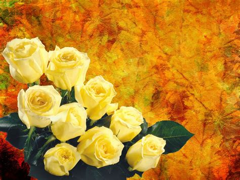 Yellow Rose Flowers Wallpapers For Desktop