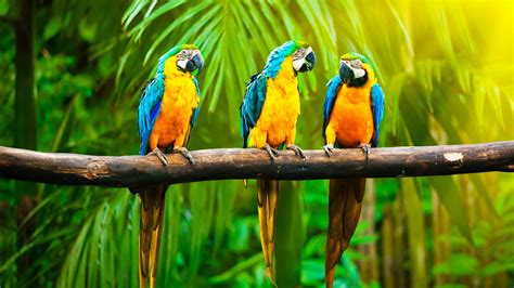 Wallpaper Macaw Parrot Tropics Animals 4566