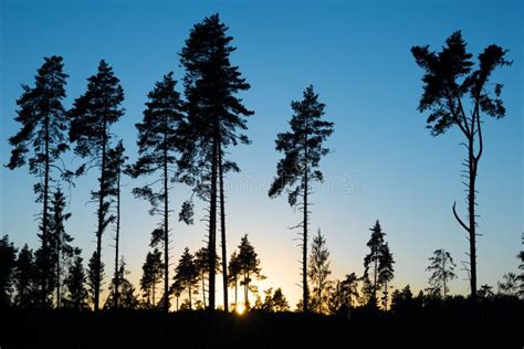 Pine Trees Stock Image Image Of Groove Environment 57549093