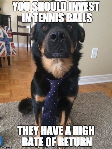 Image Tagged In Business Dog Imgflip