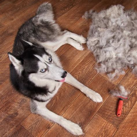 Do Huskies Hair Grow Back Pet
