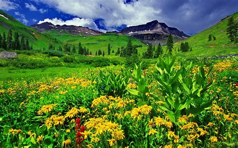 Hd Wallpaper Spring Landscape Green Grass Yellow Flowers Mountain