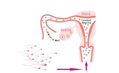 Cuánto tarda el espermatozoide en llegar al ovulo y fecundarlo