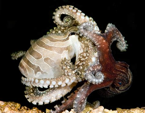 Rare Octopus Shocks Scientists With Unusual Mating And Reproductive