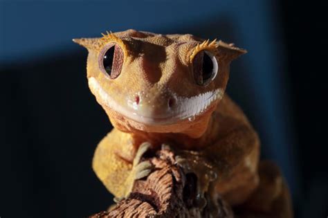 Top 10 Coolest Pet Lizards Some Lizard Species Are Really Cool But
