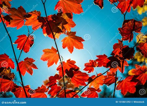 Upshot Of Red Maple Leafs On Tree Branches With Sunshine And Blue Clear