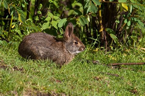 Search For The Lost Omiltemi Cottontail Rabbit Brings New Clues
