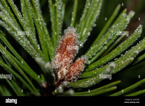 Close Up Of Frozen Pine Tree Needles With Small Ice Crystals Stock