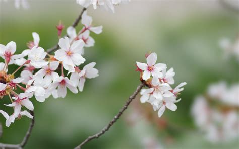 Download Wallpaper 3840x2400 Sakura Flowers Branches Spring Macro