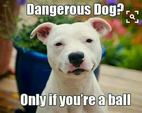 Pin By Spyder Deals On Memes Pitbull Memes Pitbulls Dangerous Dogs