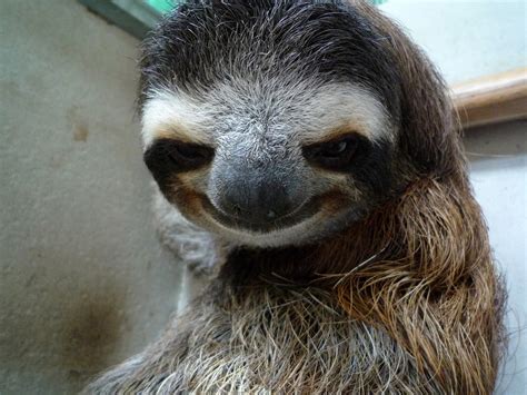 Creepy Sloth Face