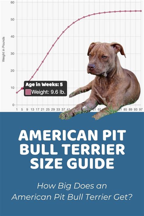 At What Age Is A Pitbull Full Grown