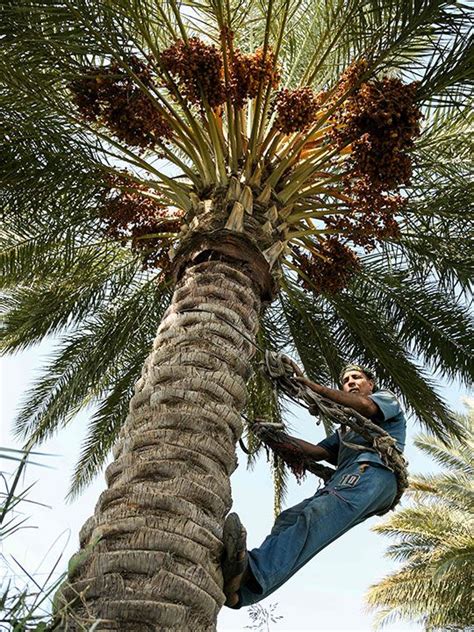 Iraqs Ancient Palm Climbers Struggle For Survival News Photos