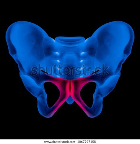 Anterior View Human Pelvis Bone Red Stock Photo Edit Now 1067997158