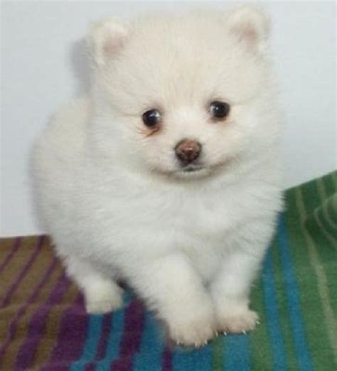 Never pay advance without getting puppy. indian white pomeranian puppy | Zoe Fans Blog | Pomeranian ...