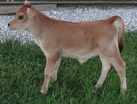With 14,677 pets for sale uk we must be doing something. No you are not looking at a toy, this is a Jersey calf ...