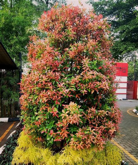 Pucuk merah merupakan tanaman hias yang memiliki pucuk daun berwarna merah. Paling Keren 23+ Gambar Bunga Pucuk Merah - Richa Gambar