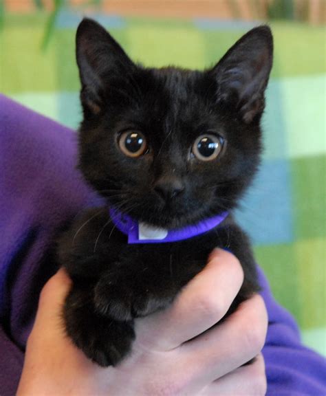 The Sleek Shorthair Kittens debut for adoption today!