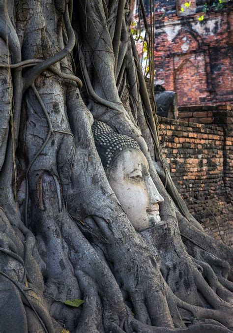 Buddha Head In The Tree Wat Mahathat Ayutthaya Stock Image Image