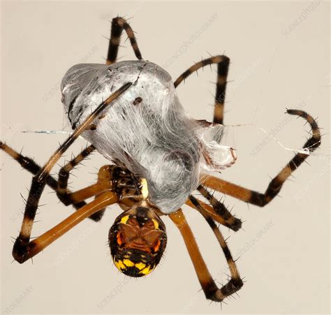 Spider Wrapping Its Prey Stock Image F Science Photo Library