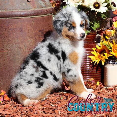 Bliss Blue Merle Female 2 Color Country Aussies