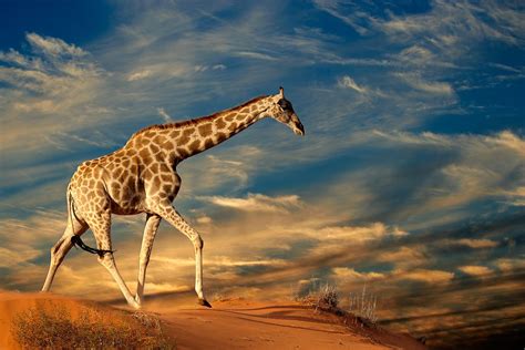 Animals Of The Kalahari Desert Worldatlas