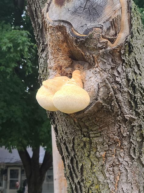 What Fungus Is This Growing In My Tree Is It Harmful To The Tree R