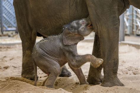 The Baby Elephant Born In A Locked Zoo