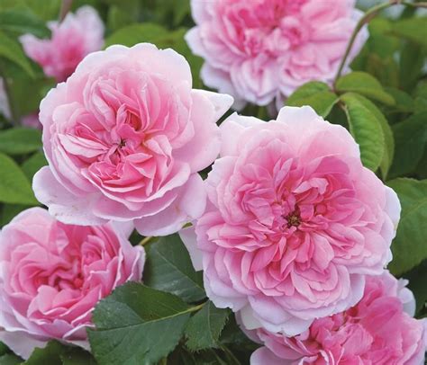 Austin roses include climbers, ramblers, old roses, shrub roses, species roses and modern roses. David Austin Roses - Tips, Tricks & Color Combos for a ...