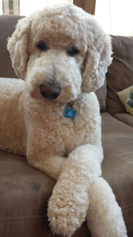 Standard Poodle Without Haircut