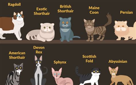 Top 10 Cat Breeds In The Us Wishbone Pet Foods Blog