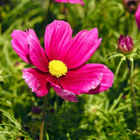 Flower Variety Cosmos Free Stock Photo Public Domain Pictures