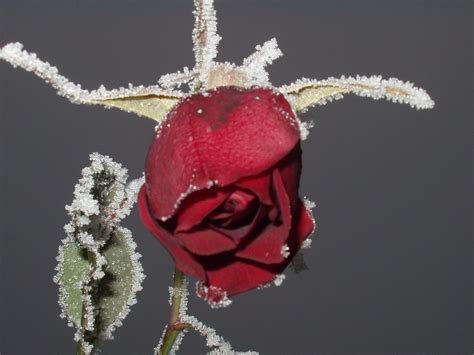 Frozen Rose Free Photo Download Freeimages