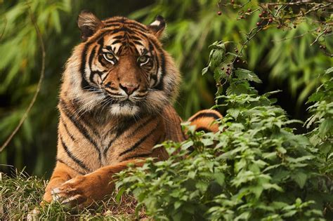 A Male Sumatran Tiger Sitting Proud The Vibrancy Of Their Coat Is One