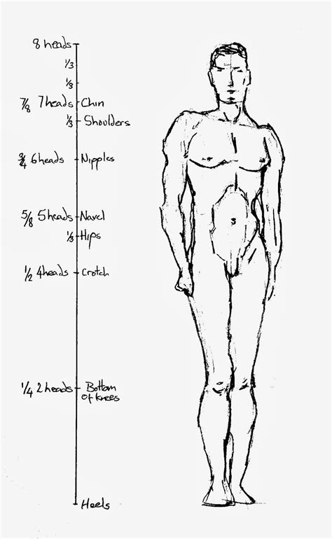 Learning To Draw Learning To See Proportions Of The Figure