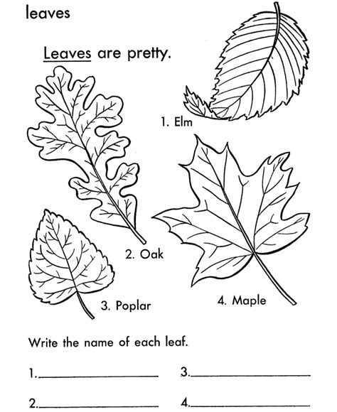 Check spelling or type a new query. Free Printable Leaf Coloring Pages For Kids