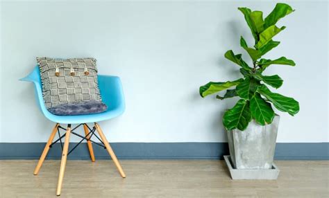 Plants with broad leaves and thick branches work best as part of a sound barrier. Best Sound Absorbing Indoor Plants